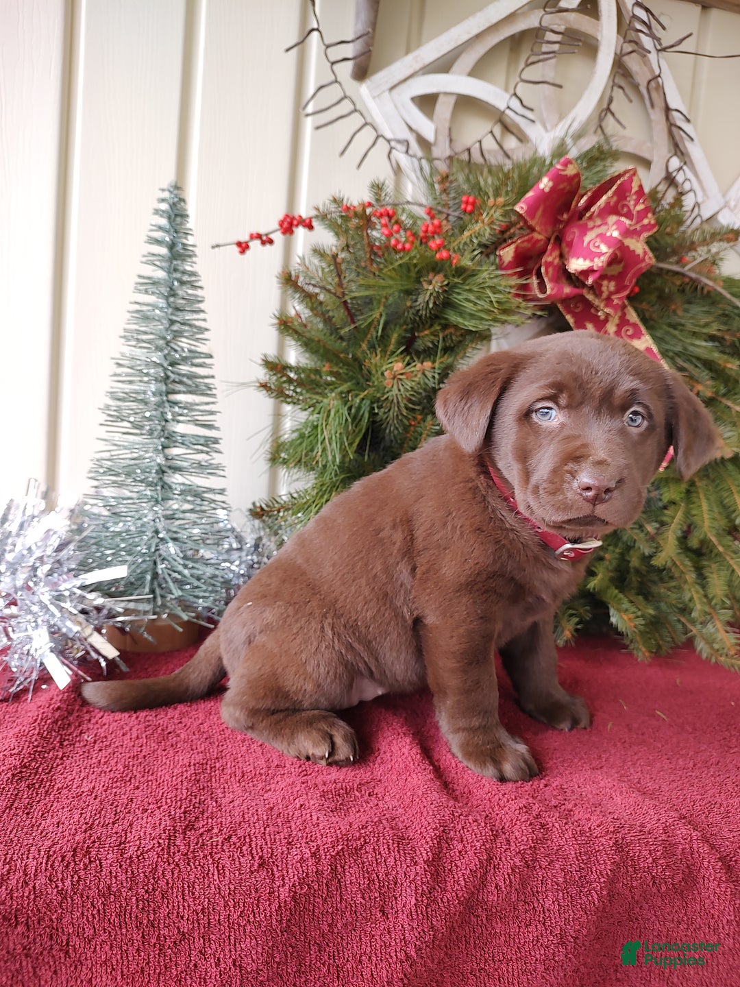 Labrador Retriever dogs for sale: Belle - Ad 7