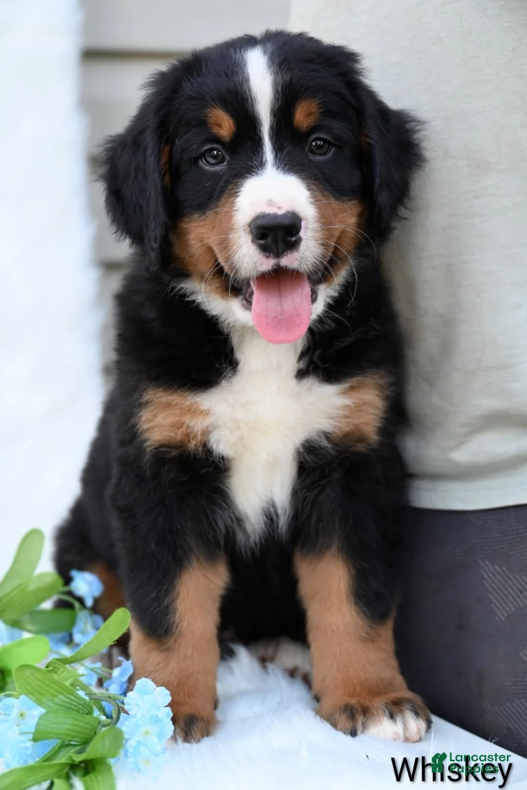 Bernese Mountain Dog dogs for sale: Whiskey  - Ad 8