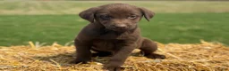 Labrador Retriever dogs for sale: Gilbert - Ad 5