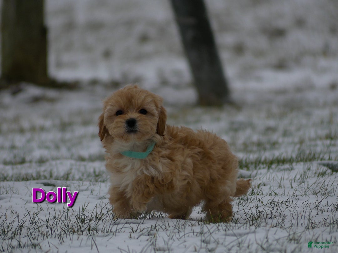 Maltipoo dogs for sale: Dolly - Ad 3