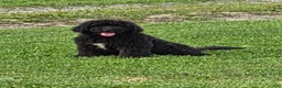 Bernedoodle dogs for sale: Merlin  - Ad 1