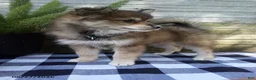 Pomsky dogs for sale: Lilly - Ad 3