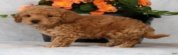 Bichpoo dogs for sale: Garrett - Ad 8