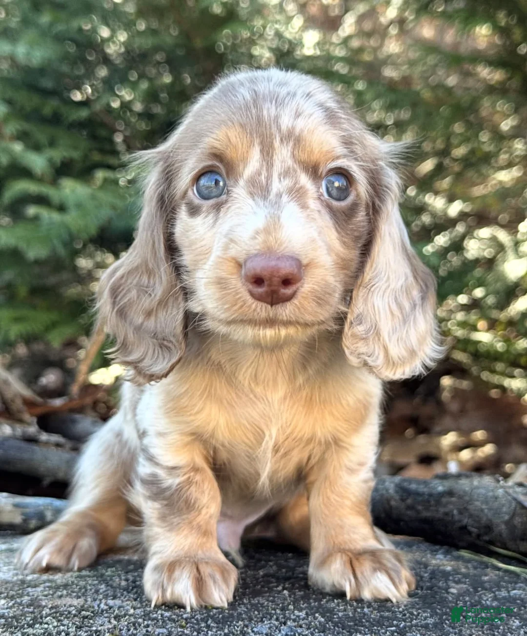 Miniature Dachshund dogs for sale: Charlie  - Ad 1