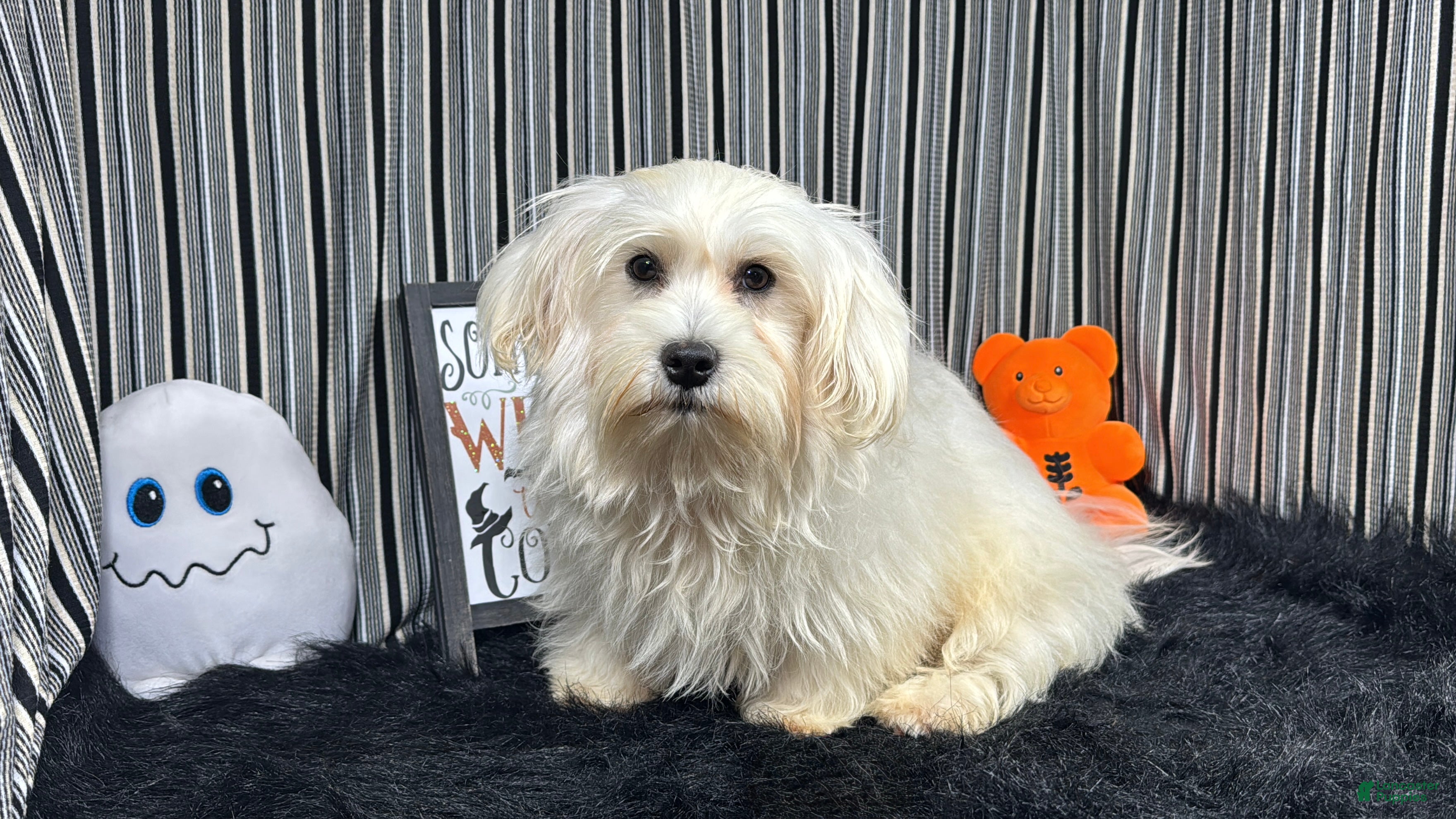 Mixed Breed dogs Mixed Breed 1 - Ad 14