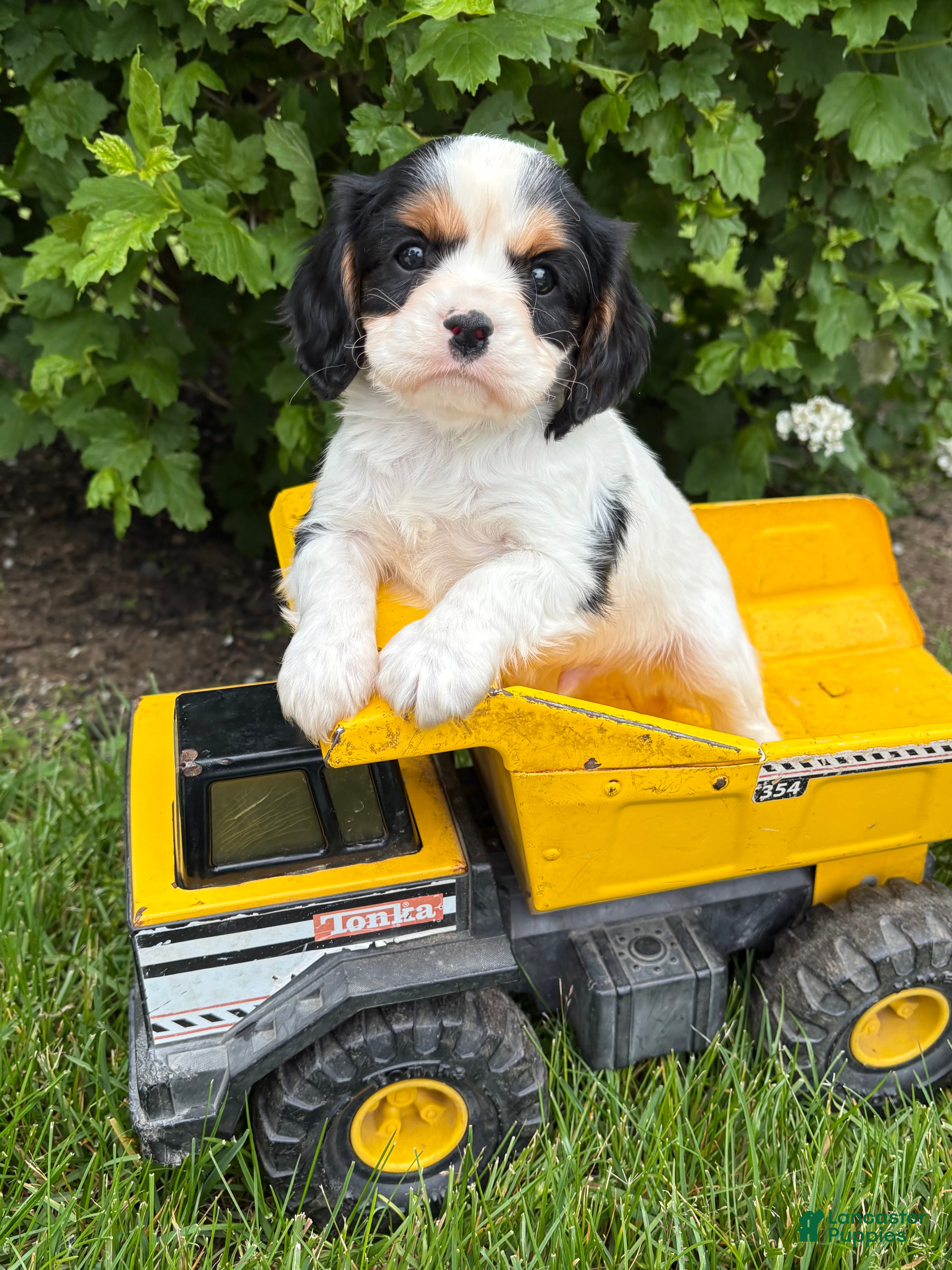 Cavalier King Charles Spaniel dogs Charlie - Ad 1