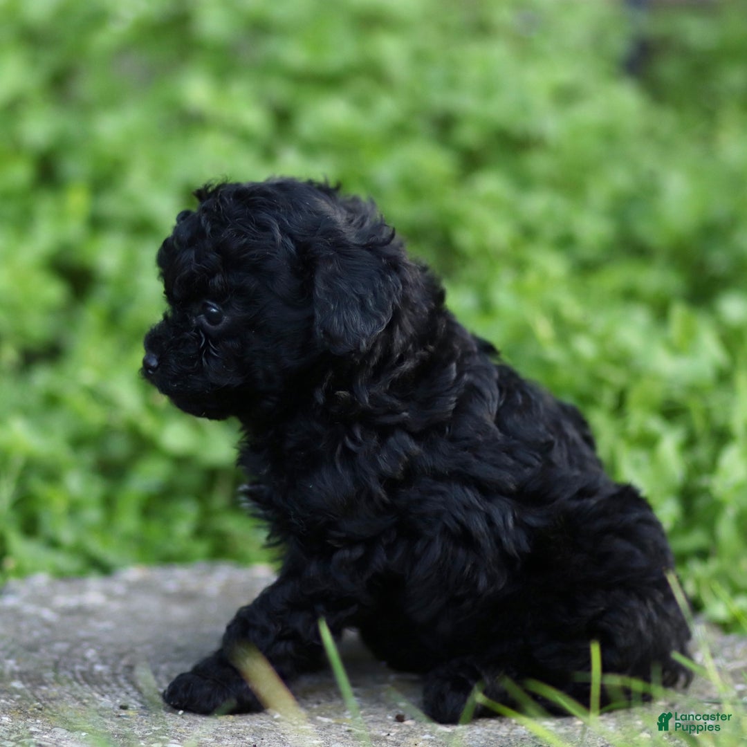 Toy Poodle dogs for sale: Milo - Ad 3