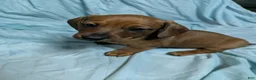 Miniature Dachshund dogs for sale: Todd - Ad 2