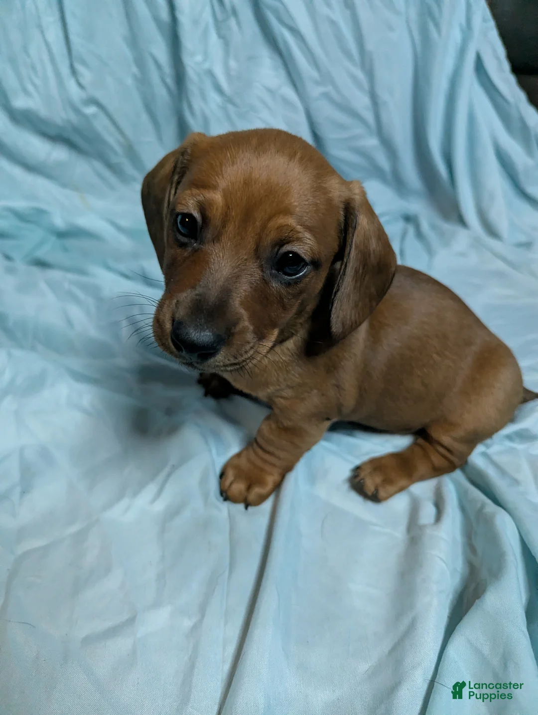 Miniature Dachshund dogs for sale: Todd - Ad 2