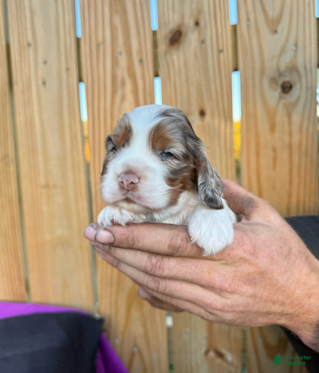 Cocker Spaniel dogs for sale: Daisy - Ad 2