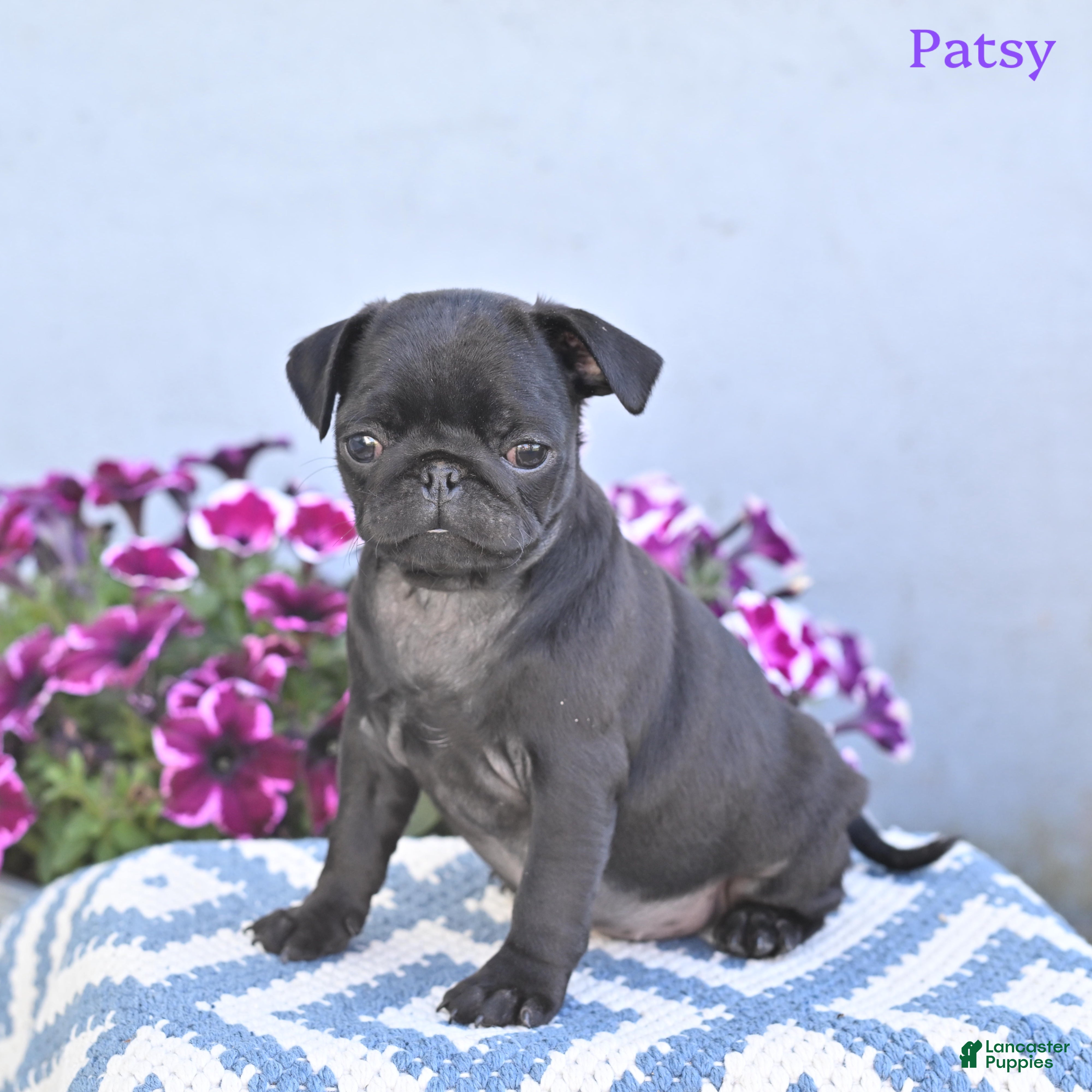 Pug dogs for sale: Patsy - Ad 3