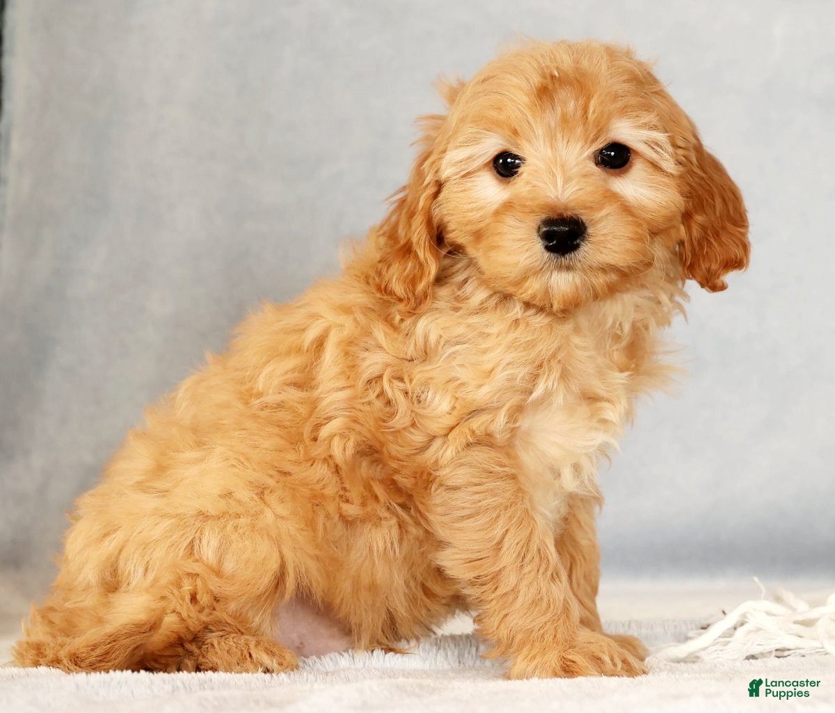 Cavapoo dogs Arthur - Ad 2
