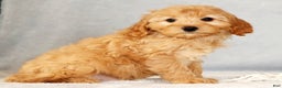Cavapoo dogs for sale: Arthur - Ad 2