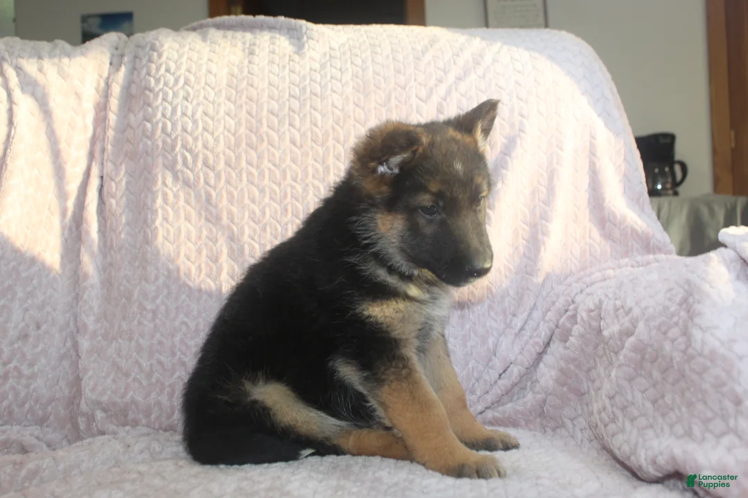 German Shepherd dogs for sale: Blake  - Ad 2