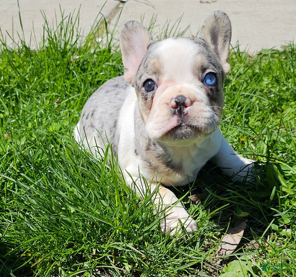 French Bulldog dogs Jasmine - Ad 6