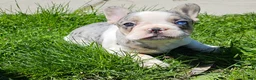 French Bulldog dogs for sale: Jasmine - Ad 1