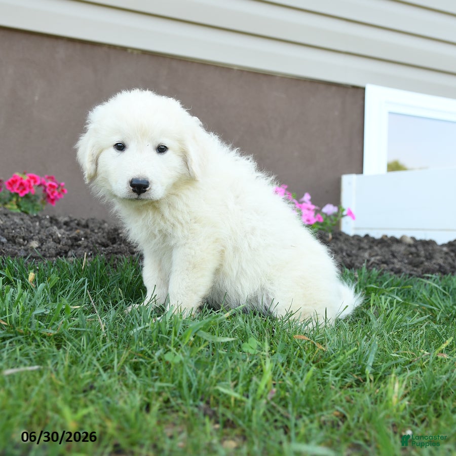 Maremma Sheepdog dogs Ernie - Ad 2