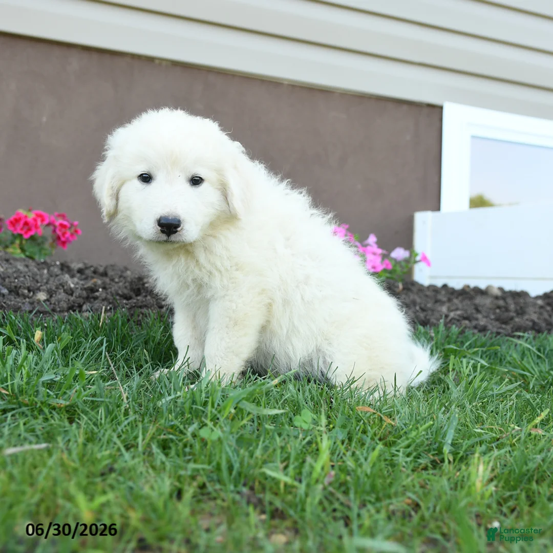 Maremma Sheepdog dogs for sale: Ernie - Ad 2