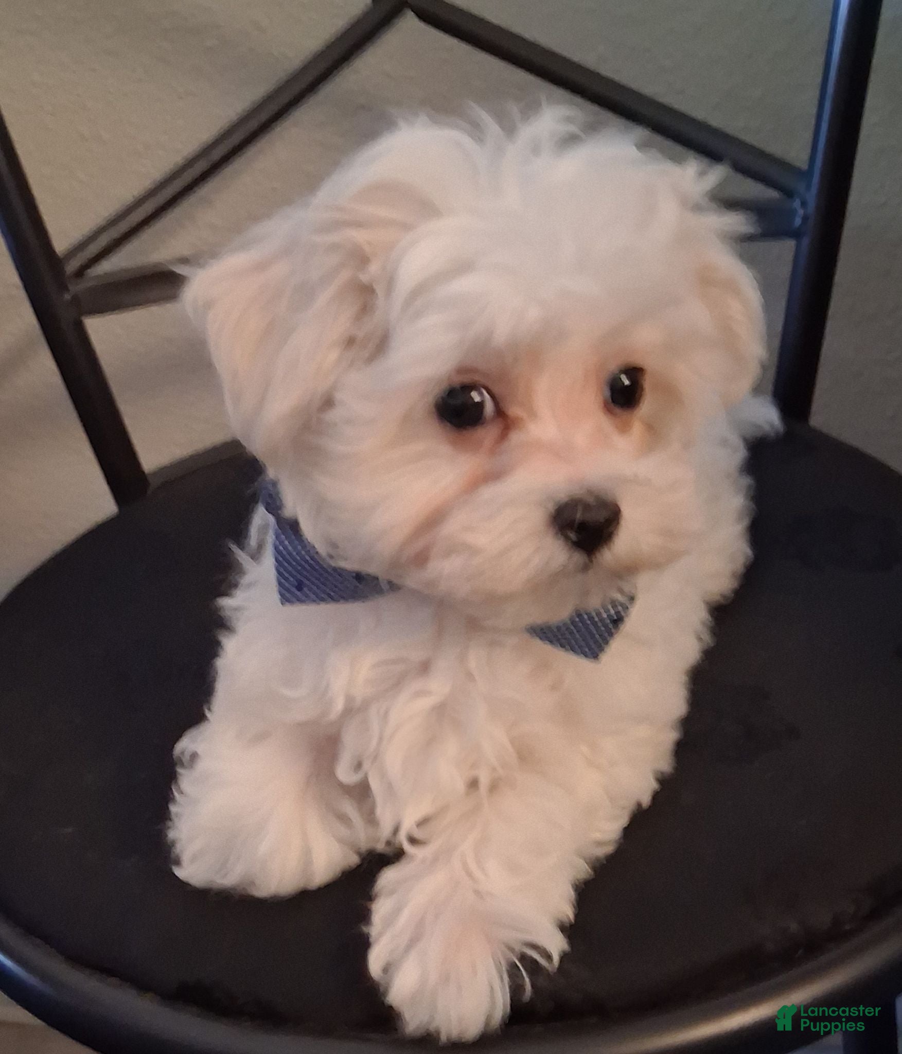 Maltipoo dogs Simon - Ad 2