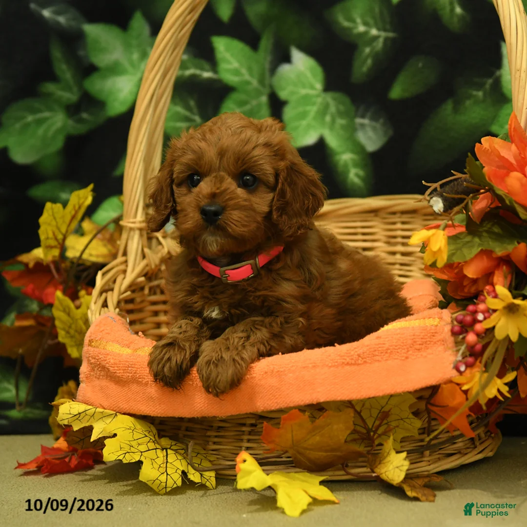 Cavapoo dogs for sale: Cinnamon - Ad 5