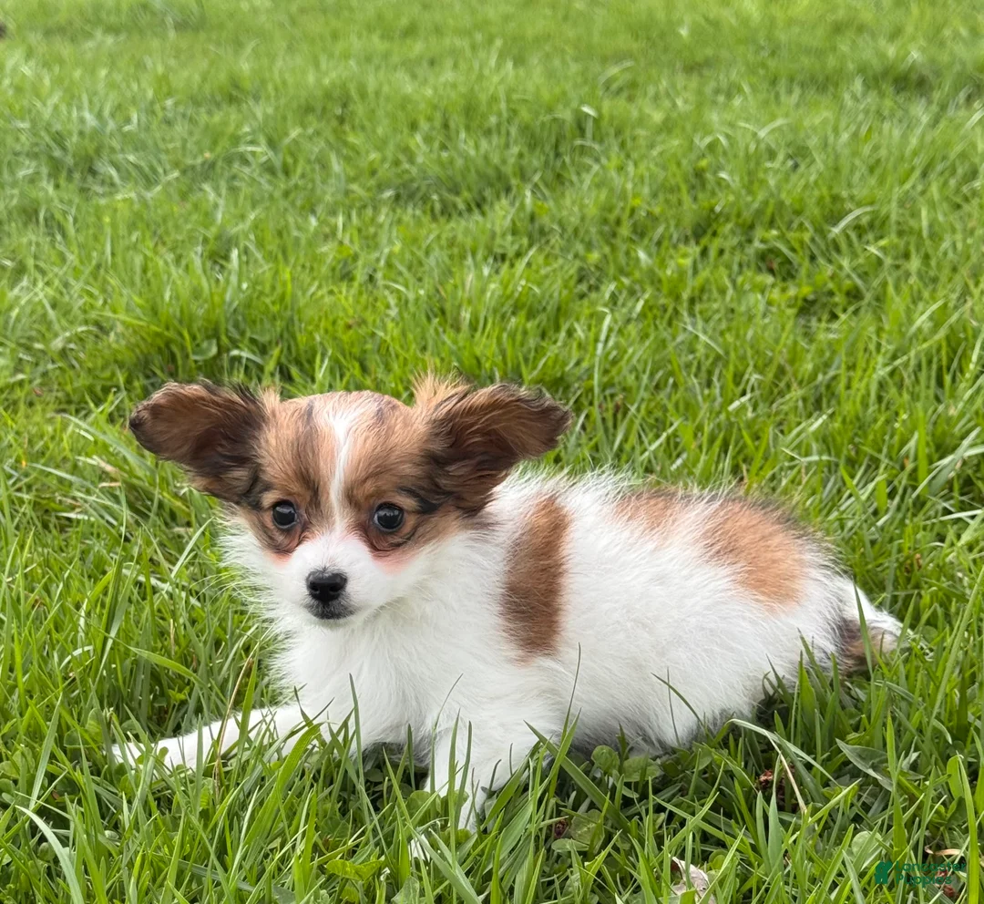 Papillon dogs for sale: Roxy - Ad 5