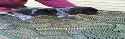 German Shorthaired Pointer dogs for sale: Commander  - Ad 3
