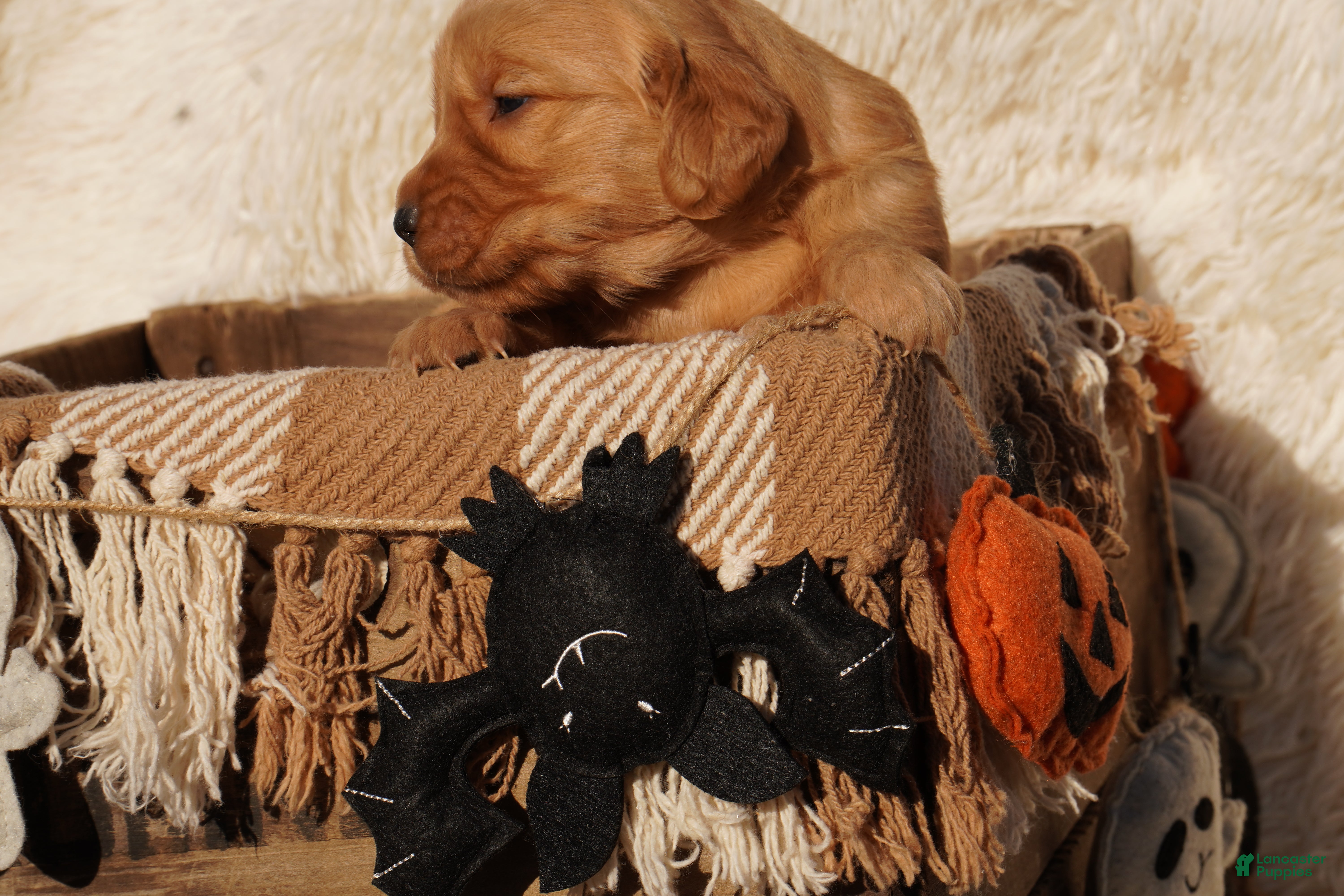 Golden Retriever dogs Rex - AKC, Genetically Clear - Ad 2