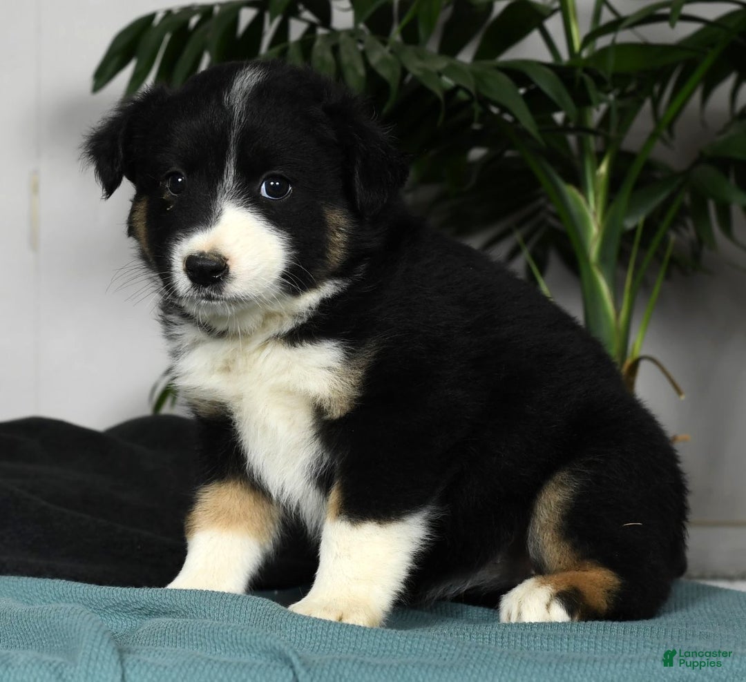Australian Shepherd dogs for sale: Bella - Ad 3