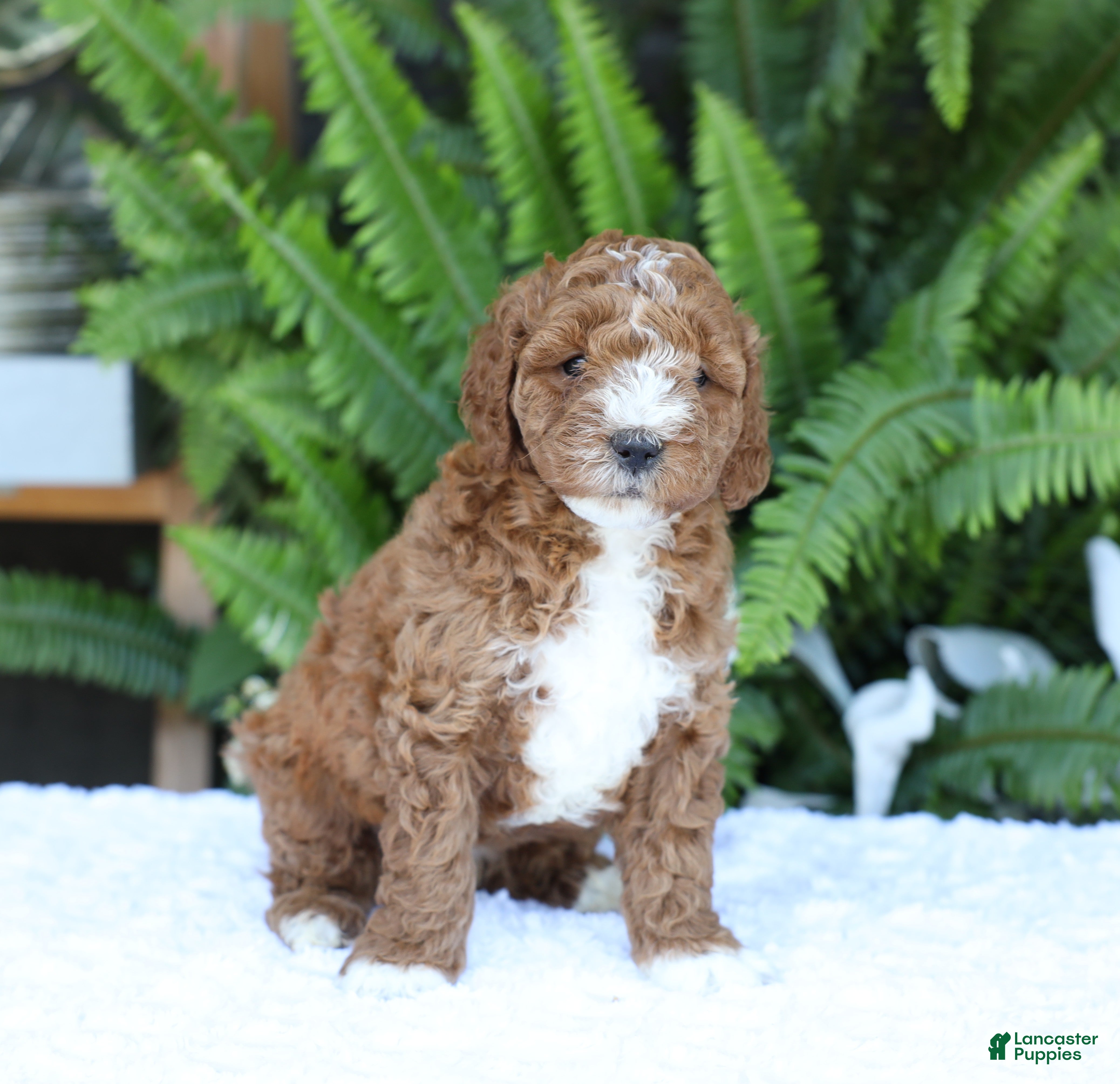 Mini Goldendoodle dogs Darcy - Ad 2