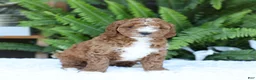 Mini Goldendoodle dogs for sale: Darcy - Ad 2