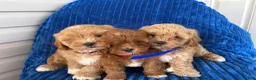 Shihpoo dogs for sale: RUBY - Ad 9
