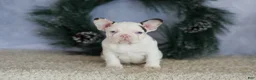 French Bulldog dogs for sale: Lady - Ad 8