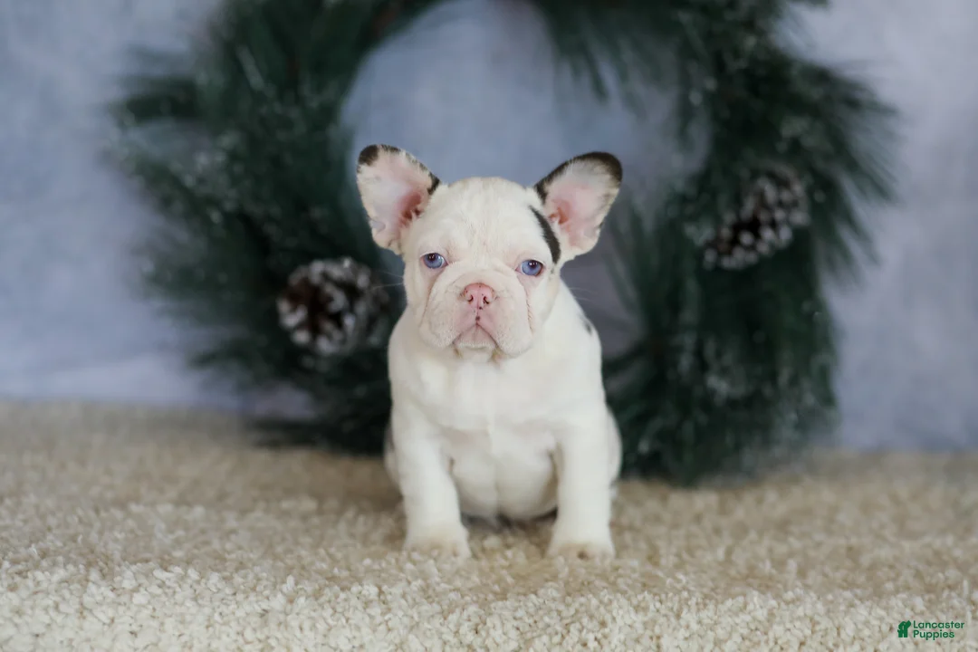 French Bulldog dogs for sale: Lady - Ad 8