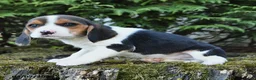 Beagle dogs for sale: Rose  - Ad 3