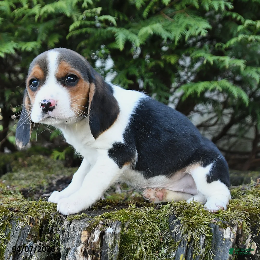 Beagle dogs for sale: Rose  - Ad 3