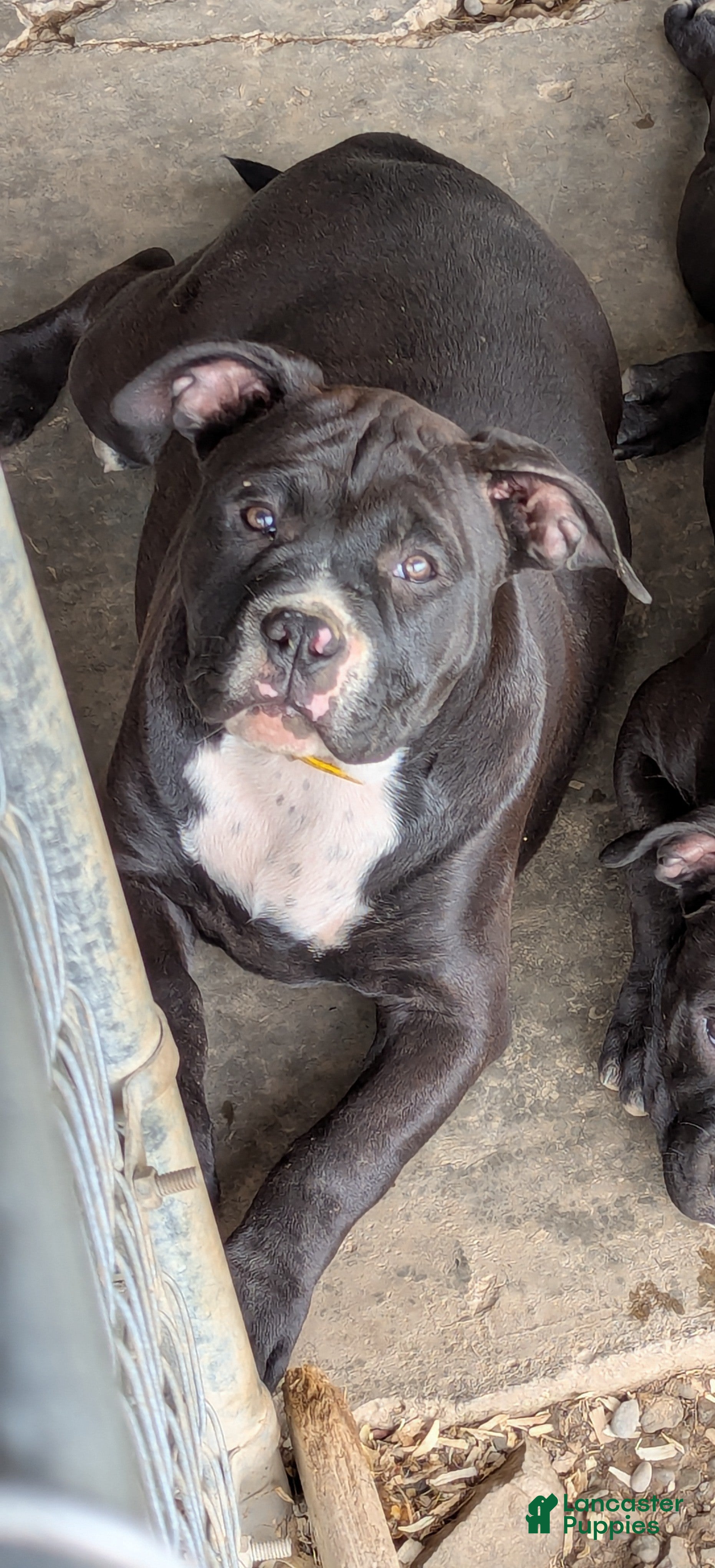 American Bully dogs American Bully pink - Ad 1