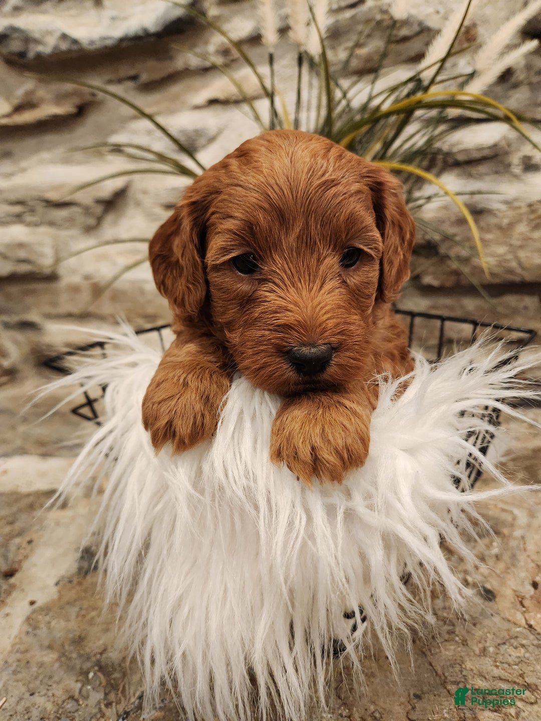 Mini Goldendoodle dogs for sale: JADE - MINI GOLDENDOODLE LOVELY PUPPY (RICHLAND, PA) - F1BB - Ad 7