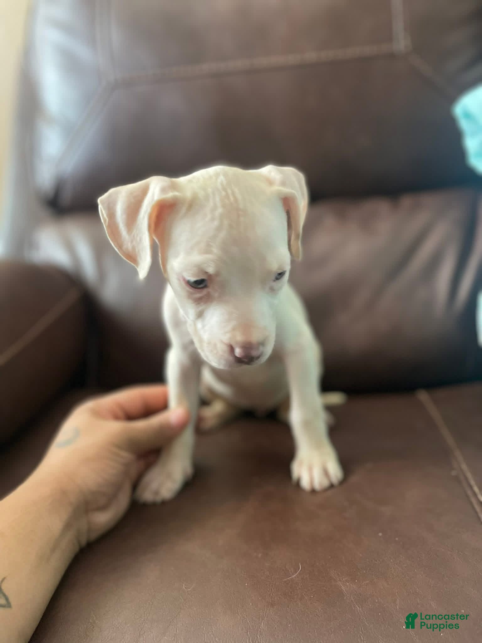 Mixed Breed dogs Mixed Breed Puppy 2 - Ad 40