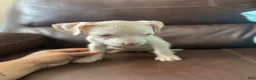 Mixed Breed dogs for sale: Mixed Breed Puppy 2 - Ad 1