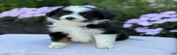Miniature Australian Shepherd dogs for sale: Apple - Ad 3