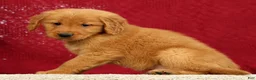 Golden Retriever dogs for sale: Levi - Ad 3