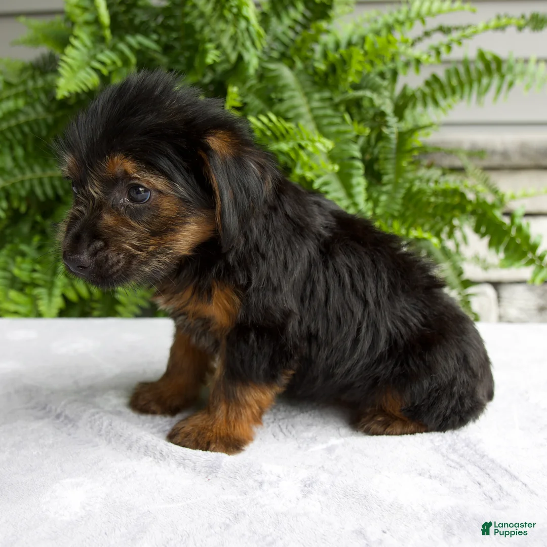 Yorkshire Terrier dogs for sale: Corey - Ad 6