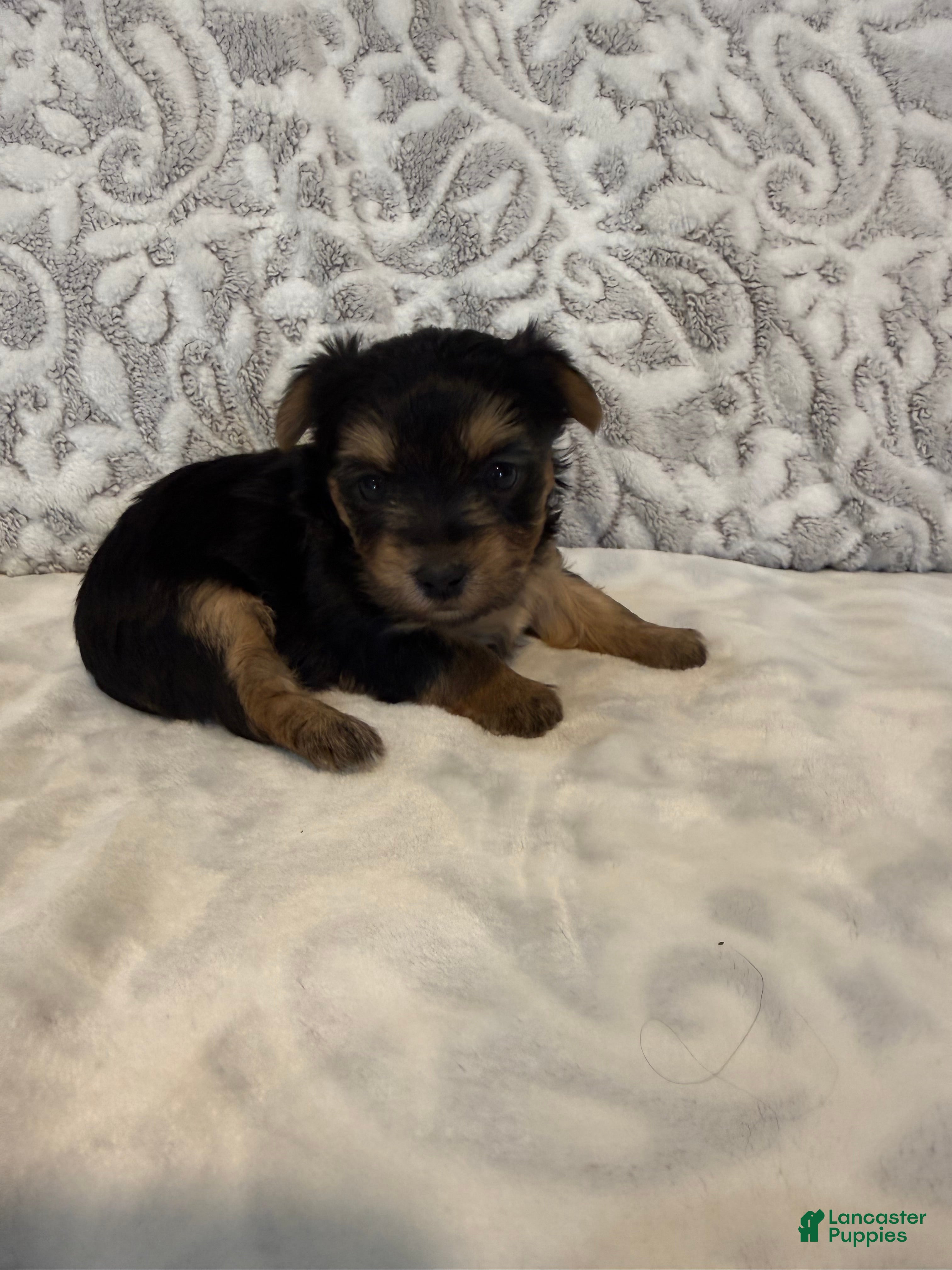 Yorkshire Terrier dogs Ivory - Ad 1