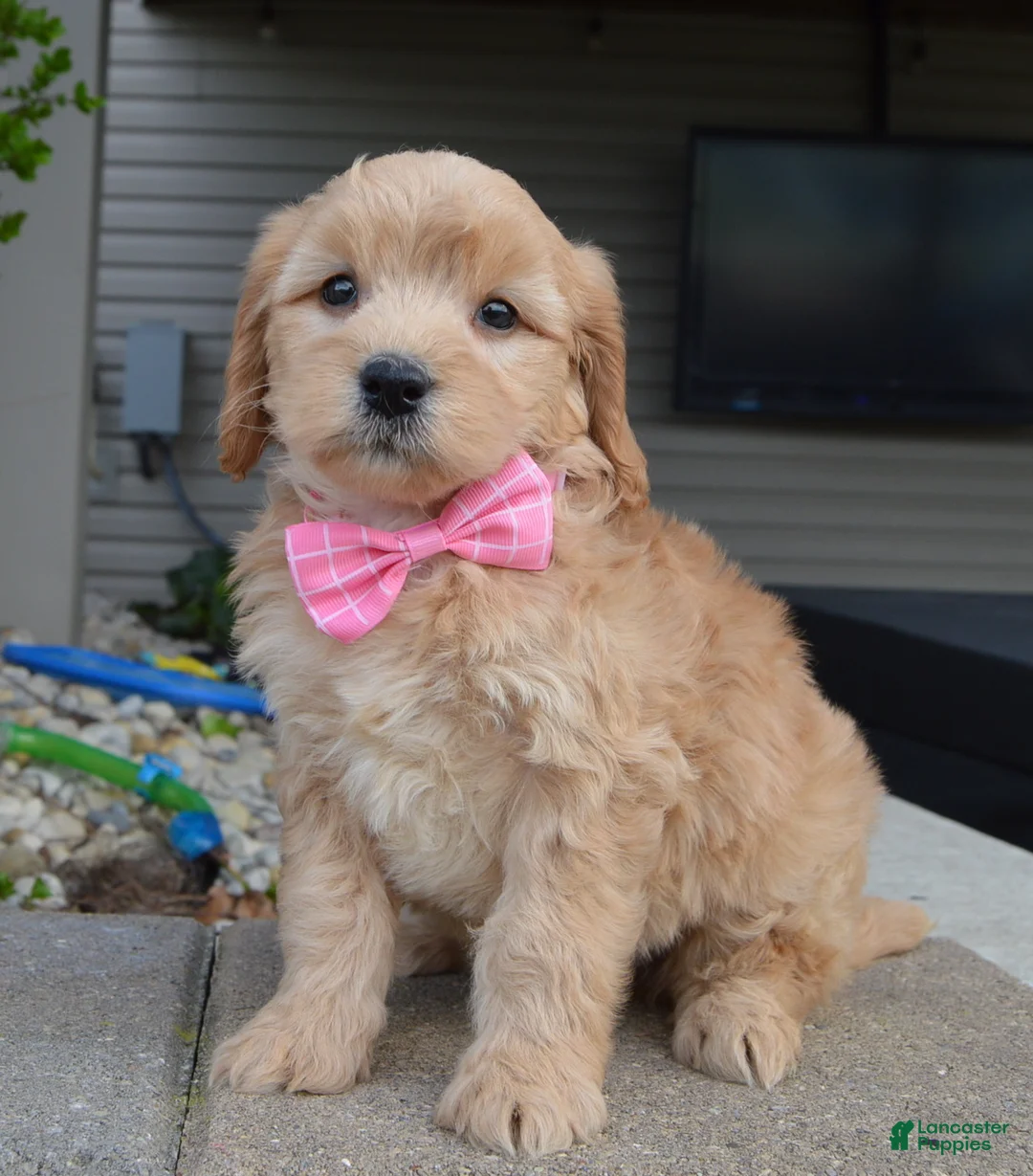Mini Goldendoodle dogs for sale: Mini Gabby - Ad 1
