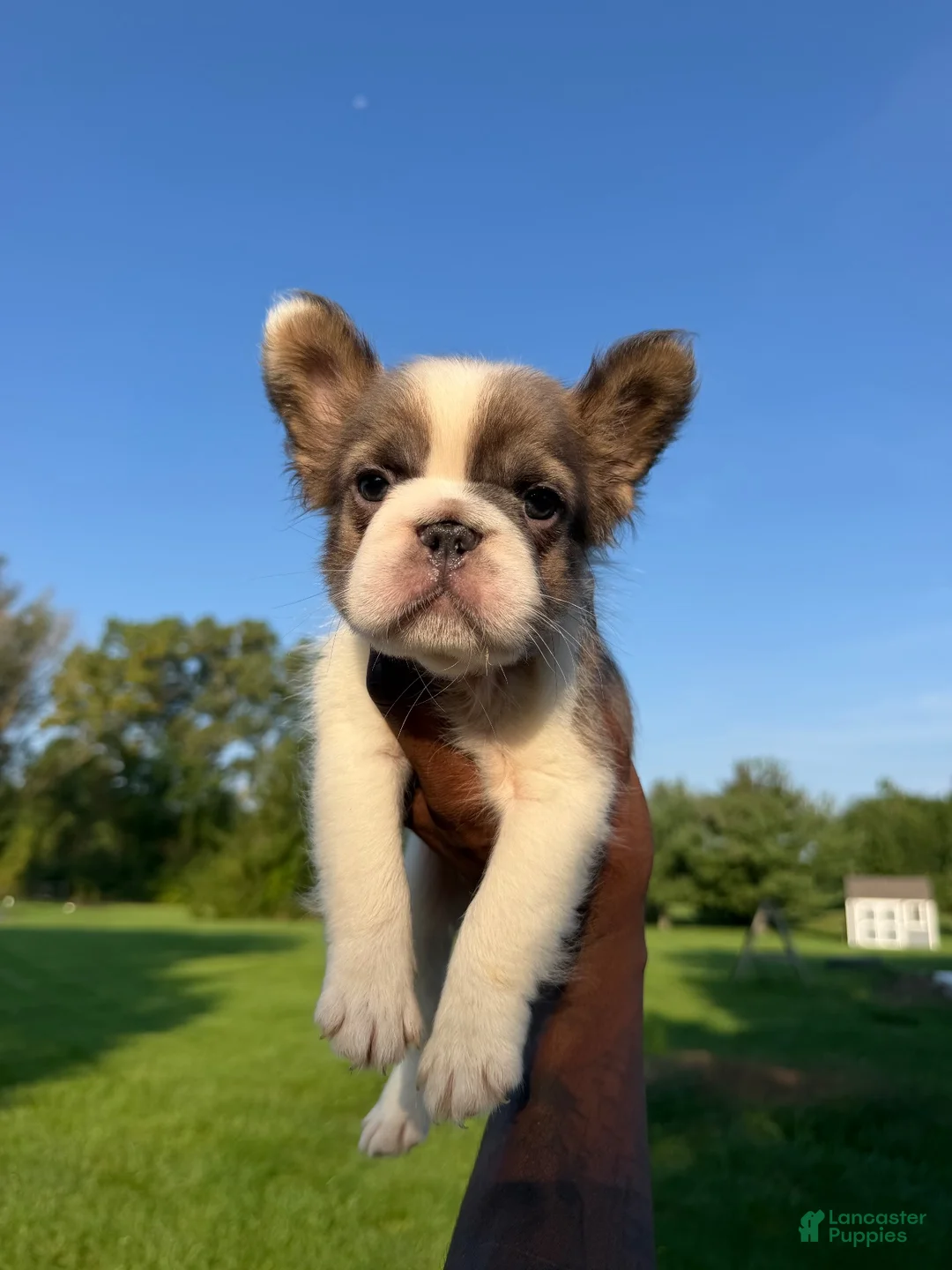 French Bulldog dogs for sale: French Bulldog 1 - Ad 2