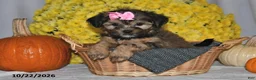 Shorkie dogs for sale: Vonnie - Ad 2