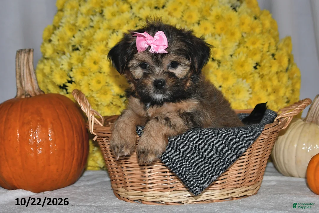 Shorkie dogs for sale: Vonnie - Ad 2