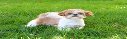 Shih Tzu dogs for sale: Arlo - Ad 7