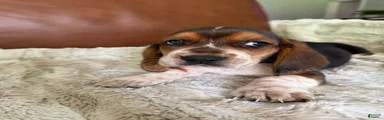 Roy