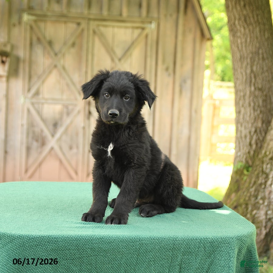 Mixed Breed dogs Shawn  - Ad 2